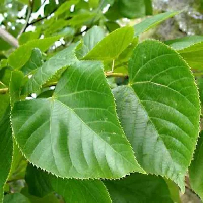 Липа мелколистная в Мурманске