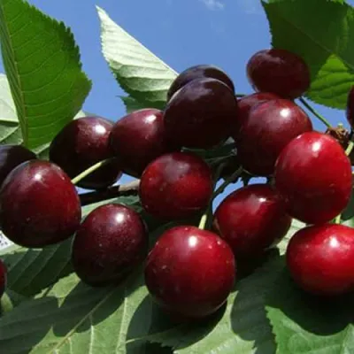 Черешня РЕВНА в Мурманске