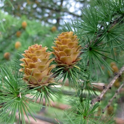 Лиственница КЕМПФЕРА в Мурманске