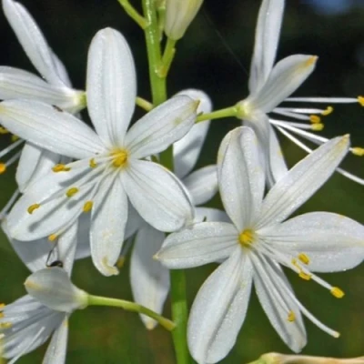 Венечник ветвистый в Мурманске