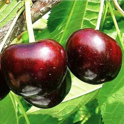 Черешня САММИТ в Мурманске