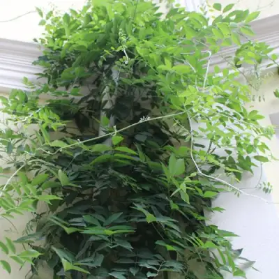 Глициния макростахия БЛЮ МУН в Мурманске