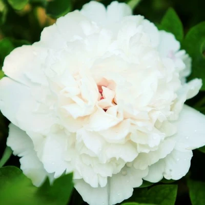 Пион СНЕЖНАЯ КРЕПОСТЬ древовидный в Мурманске