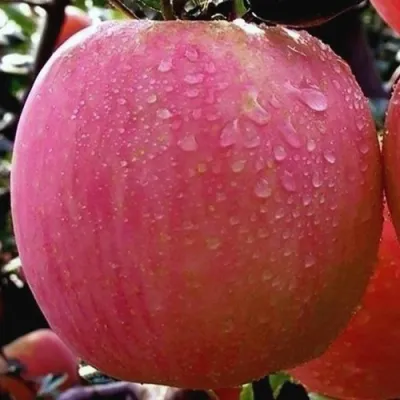 Яблоня РОЗОВЫЙ НАЛИВ в Мурманске