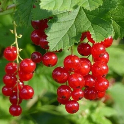 Смородина красная РОНДОМ в Мурманске