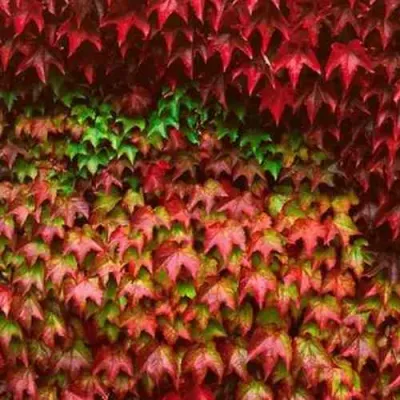 Девичий виноград тройчатый ВИЧИ в Мурманске