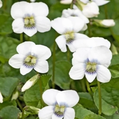 Фиалка АЛЬБИФЛОРА сестринская в Мурманске