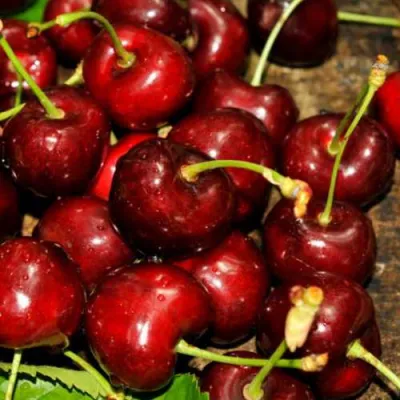 Черешня САММИТ в Мурманске