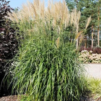 Мискантус ВАНИЛЛА СКАЙ китайский в Мурманске