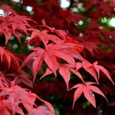 Клен гиннала  в Мурманске