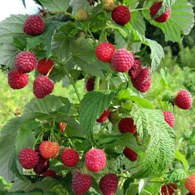 Малина БРУСИЛОВСКАЯ в Мурманске