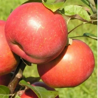 Яблоня РЕДКРАФТ в Мурманске