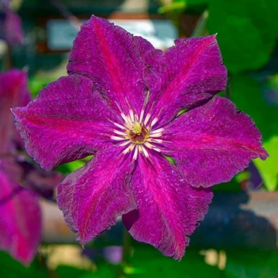 Клематис ГРЮНВАЛЬД в Мурманске