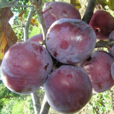 Слива ЛАМА в Мурманске