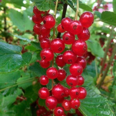 Смородина красная КОНСТАНТИНОВСКАЯ в Мурманске