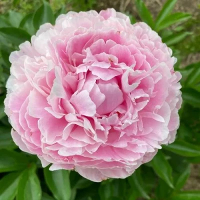 Пион КАТРИН ФОНТЕЙН травянистый в Мурманске