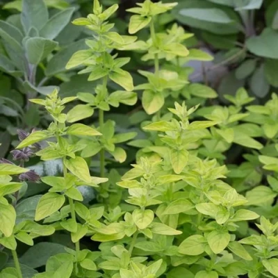 Душица ТАМБЛС ВАРИЕТИ обыкновенная в Мурманске