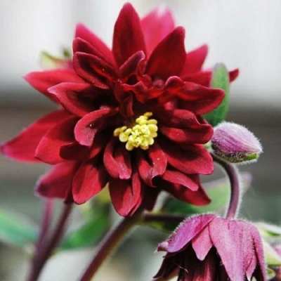 Аквилегия РУБИ ПОРТ обыкновенная в Мурманске