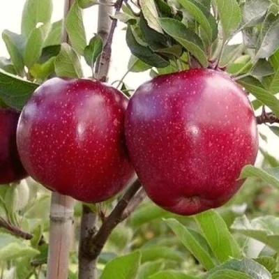 Яблоня РЕД ПРИНЦ в Мурманске
