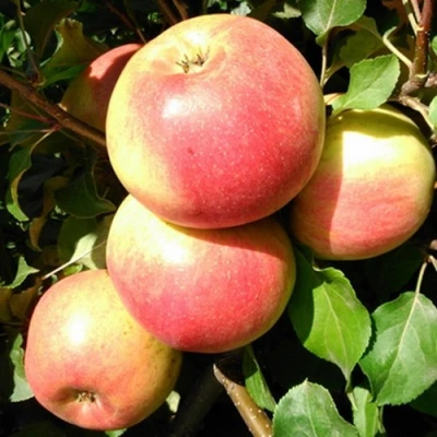 Яблоня ЭМБАССИ в Мурманске