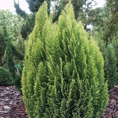 Кипарисовик ЭЛВУДИ ЭМПАЙР лавсана в Мурманске