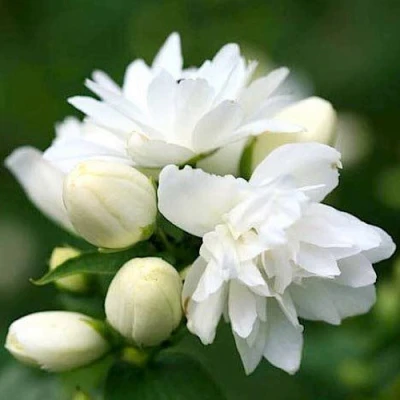 Жасмин ШНЕЕШТРУМ в Мурманске