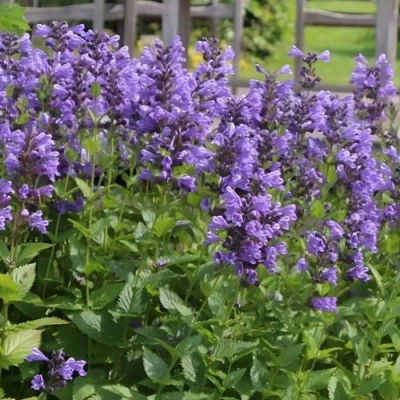 Котовник БЛЮ ДРИМС полусидячий в Мурманске