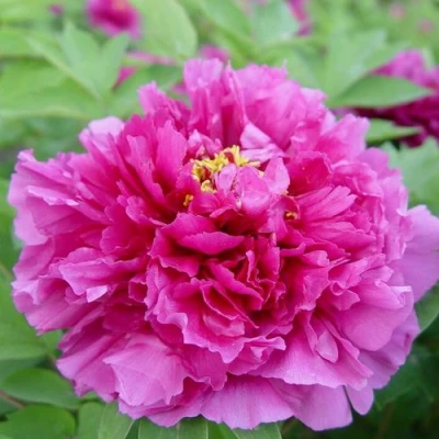 Пион ЛИЛОВАЯ ФАНТАЗИЯ древовидный в Мурманске