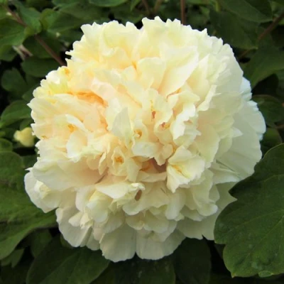 Пион НЕЖНЫЙ ГОЛОС древовидный в Мурманске