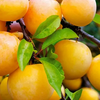 Слива МЕДОВАЯ ЖЁЛТАЯ в Мурманске