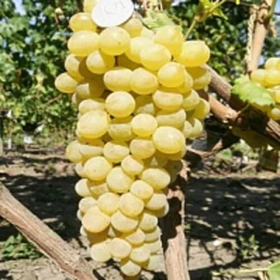 Виноград КИШМИШ ЗОЛОТЦЕ в Мурманске