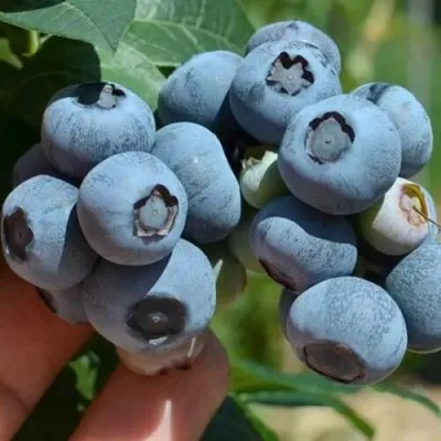 Голубика СИЕРРА в Мурманске