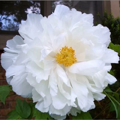 Пион БЕЛЫЙ НЕФРИТ древовидный в Мурманске