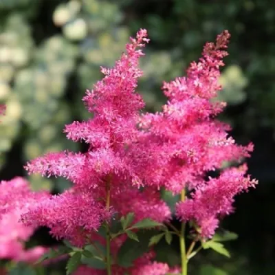 Астильба САННИ ДЕЙ гибридная в Мурманске