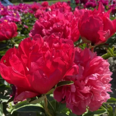 Пион БЕЛГРАВИЯ травянистый в Мурманске