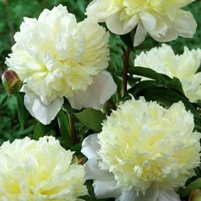 Пион ЛАУРА ДЕСЕРТ травянистый в Мурманске