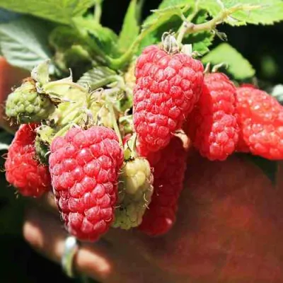 Малина ПАТРИЦИЯ в Мурманске