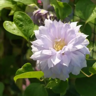 Клематис БЕЛЬ ОФ ВОРКИНГ в Мурманске