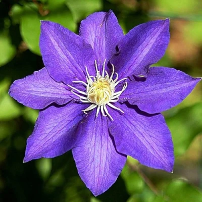 Клематис ЗЕ ПРЕЗИДЕНТ в Мурманске