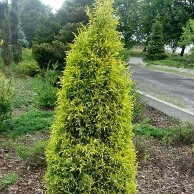 Можжевельник ГОЛД КОН обыкновенный в Мурманске