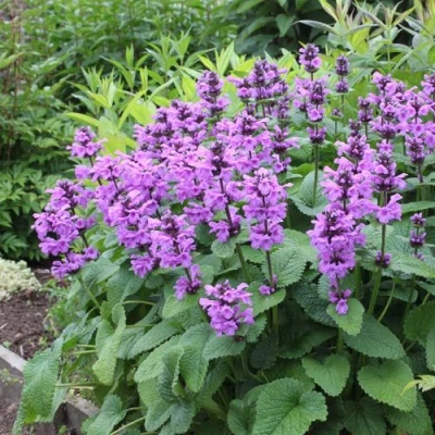 Буквица крупноцветковая в Мурманске