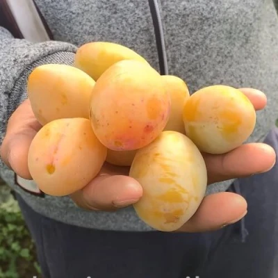 Слива ЯХОНТОВАЯ в Мурманске