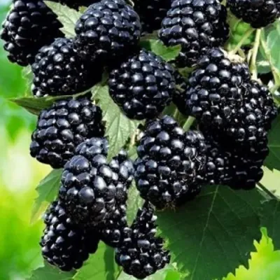 Ежевика АПАЧИ бесшипная  в Мурманске