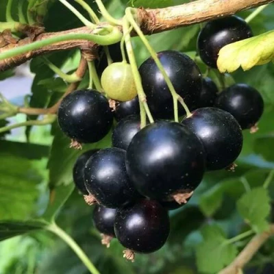 Смородина чёрная ДАБРАДЗЕЯ в Мурманске