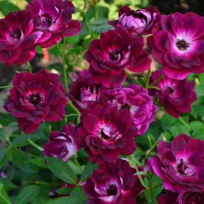 Роза БУРГУНДИ АЙС флорибунда в Мурманске