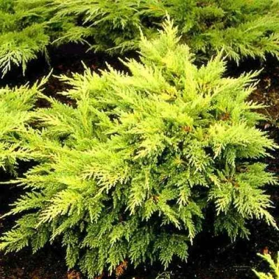 Можжевельник МОРДИГАН ГОЛД средний в Мурманске