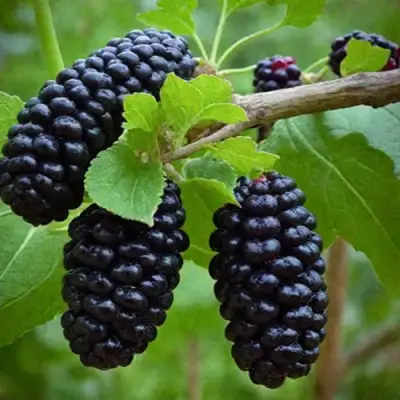 Шелковица плакучая в Мурманске