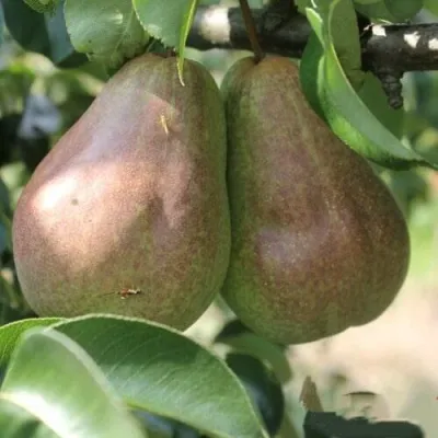 Груша БРЯНСКАЯ КРАСАВИЦА в Мурманске