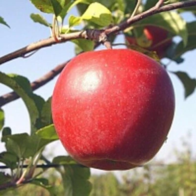 Яблоня ЛИГОЛ в Мурманске