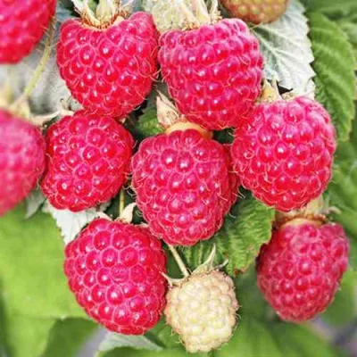 Малина ОКТАВИЯ в Мурманске